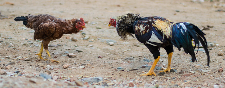 fight